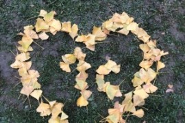 Waldprojekt der 1.c