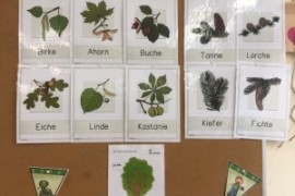 Waldprojekt der 1.c