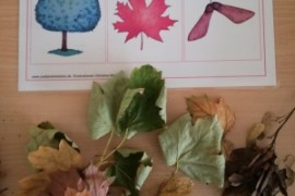 Waldprojekt der 1.b